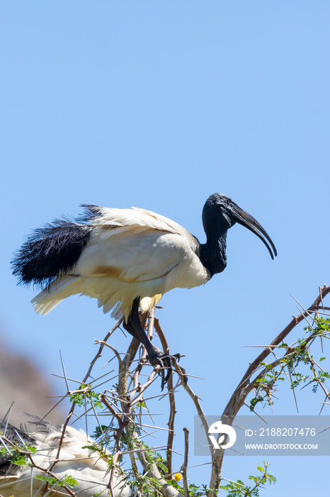 Adult African Sacred Ibis (Threskiornis aethiopicus)in breeding plumage, Leidam, Montagu, Western cape, South Africa perched on Acacia Thorn tree