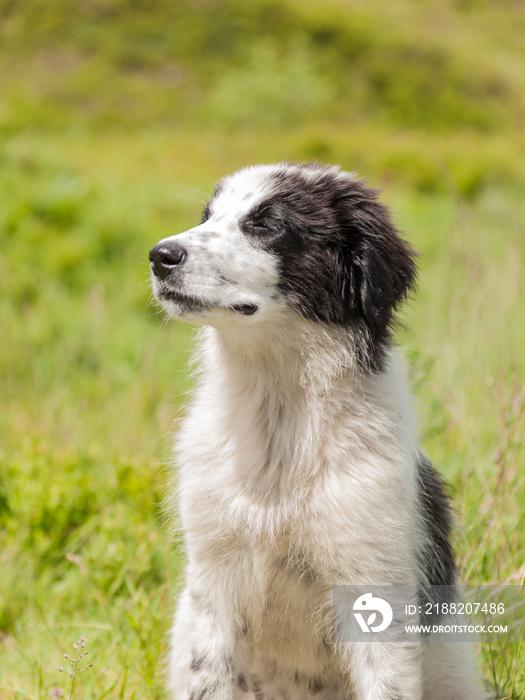 Tornjak fluffy spotted black and white puppy posing sitting on the blurred grass background.