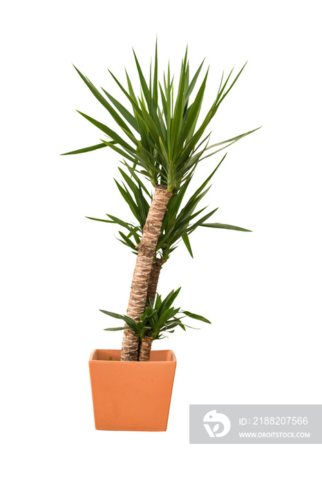 Cut out yuca plant in a pot, home decoration isolated