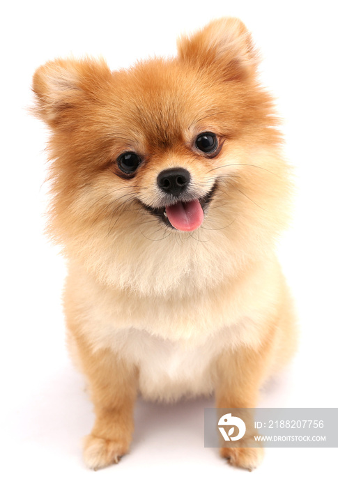 Pomeranian dog with white backdrop.