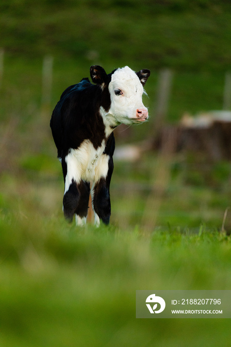 Recently born calf explores her new world, Rotorua, New Zealand