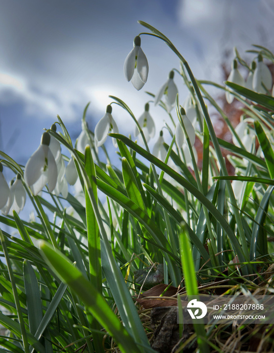 Spring. Snowdrop. Flower.