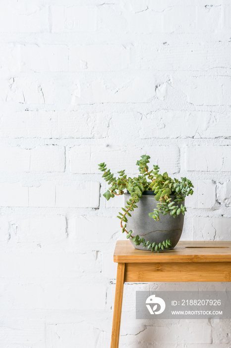 green plant in pot near white brick wall