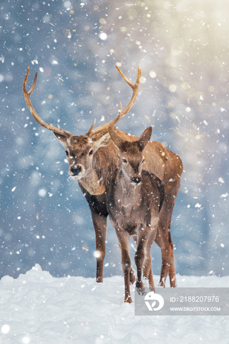 Beautiful stag deer in heavy winter and snowfall.