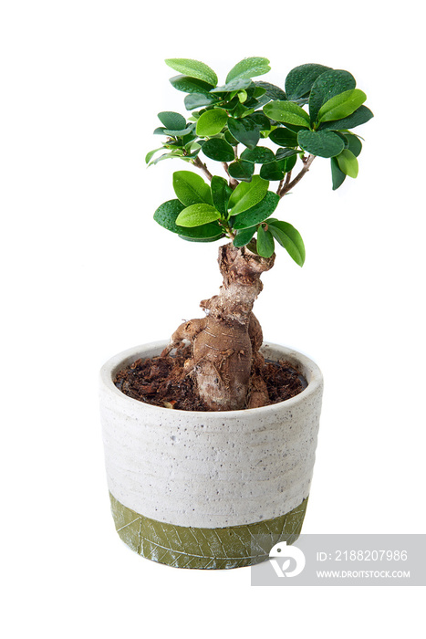 Ficus Bonsai tree in a white pot