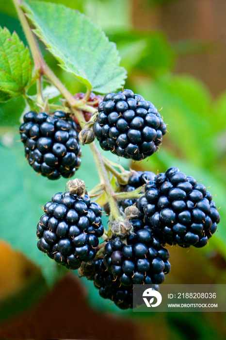 Blackberries