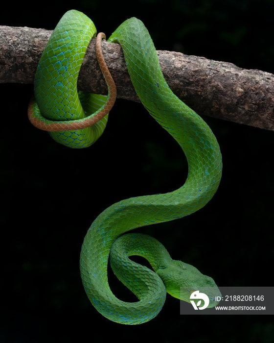 Barat Bamboo Pitviper (Trimeresurus popeiorum barati) on tree branch. Trimeresurus popeiorum barati is a venomous pitviper subspecies endemic to Indonesia.