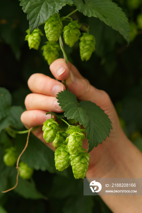 Person manually picking branch with fresh green hop cones with bare hands