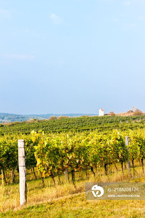 vineyards in Znojmo, Czech Republic