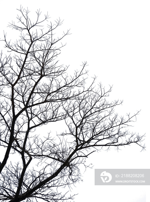 silhouette of a tree isolated