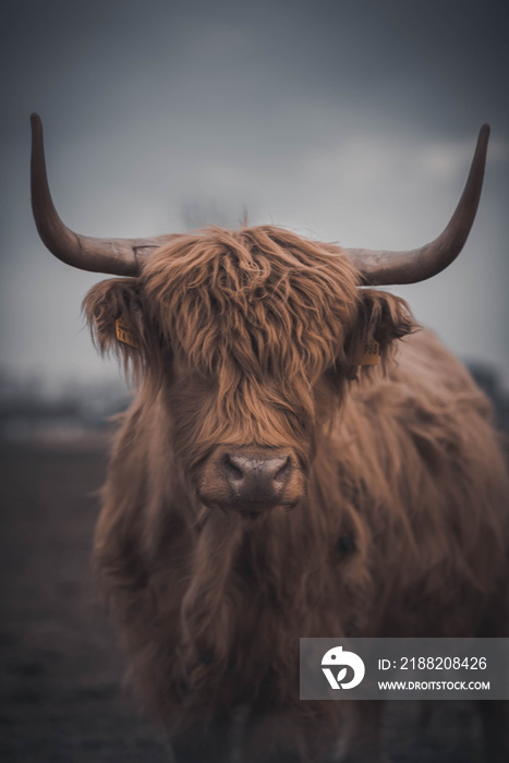 Highland Cattle