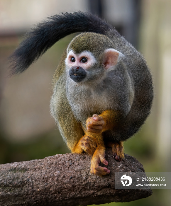 Common squirrel monkey (Saimiri sciureus)