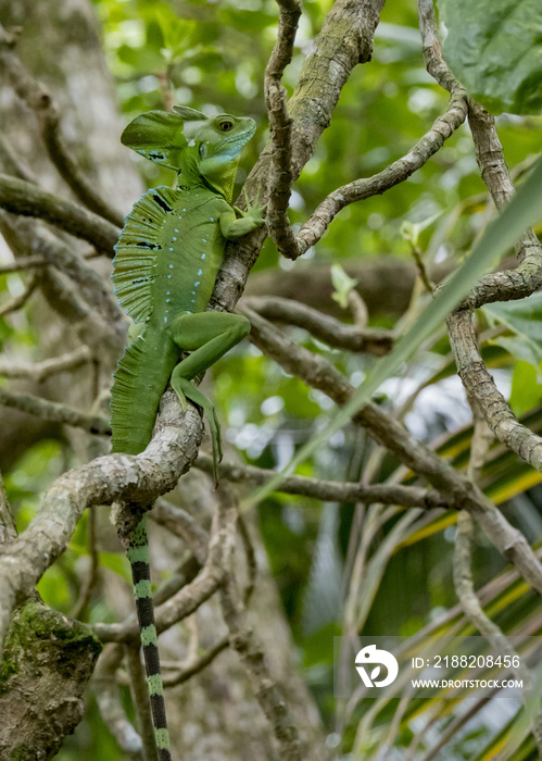 Plumed basilisk AKA emeral basilisk (Basiliscus plumifrons), Cahuita National Park, Costa Rica