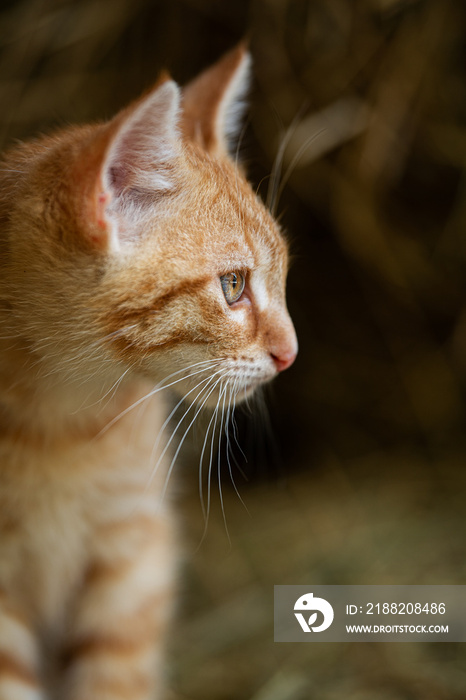 Red tabby kitten on a farm