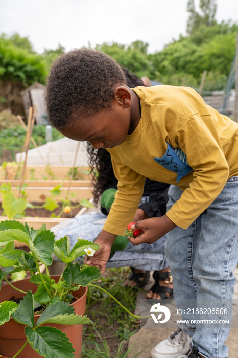 Mother and son picking berries from plants in allotment