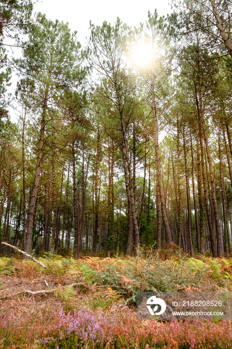 les Landes en automne