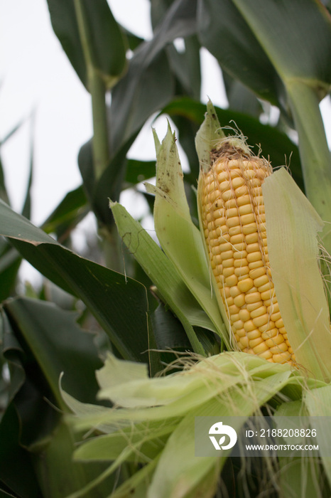 corn field