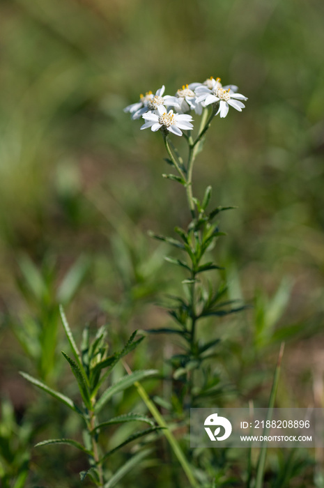 Achillea ptarmica - Sneezewort - Achillée sternutatoire - Achillée ptarmique