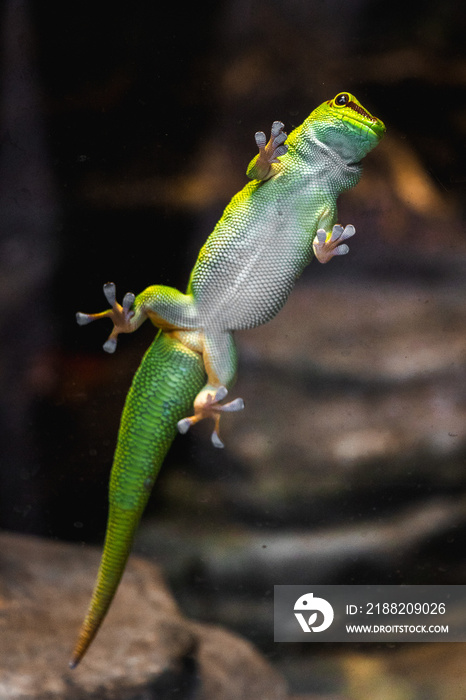 Green gecko lizard on the glass, macro close-up, looking towards the camera, in the parisien zoo, sticky hands