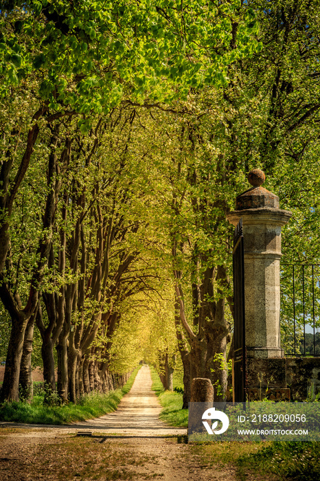 Tree-Lined Road