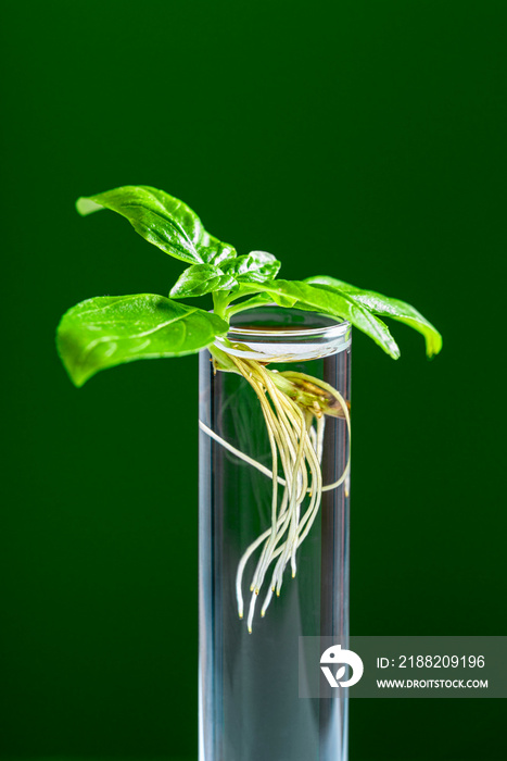 Green plant in test tube isolated on a green background. Basil plant in a glass tube.