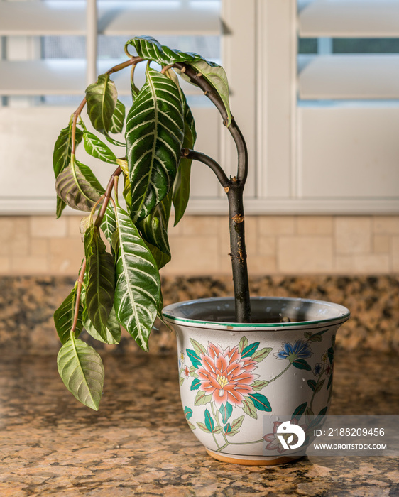 Drooping houseplant in pottery vase