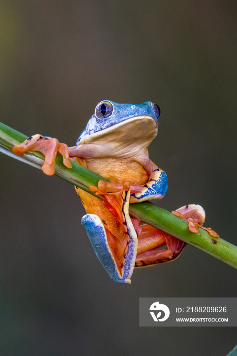 tree frog, Cruziohyla or Phyllomedusa calcarifer, climbing branch tropical Amazon rain forest. This tropical amphibian species lives rainforest of Colombia, Costa Rica, Ecuador, Nicaragua and Panama