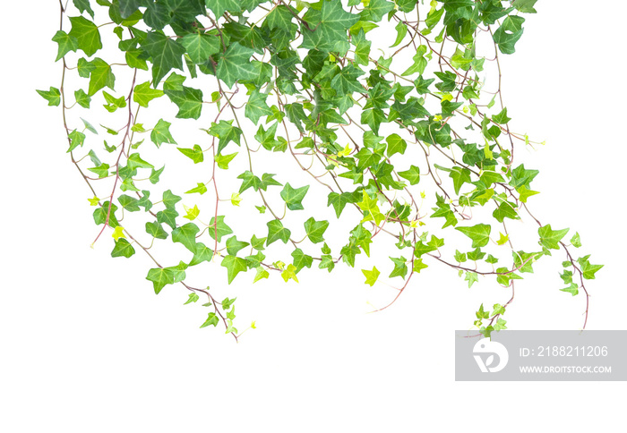 ivy isolated on a white background.