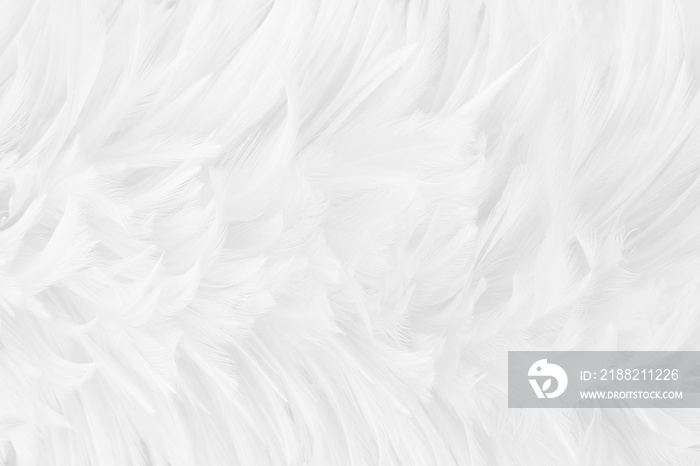 Beautiful white grey bird feathers pattern texture background.