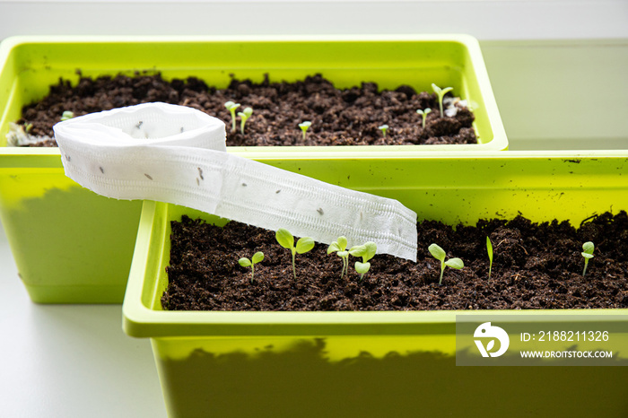 Growing salad plants on home window sill in spring from white paper seed tape, witch has plant seeds inside. For easier growing and better divide.