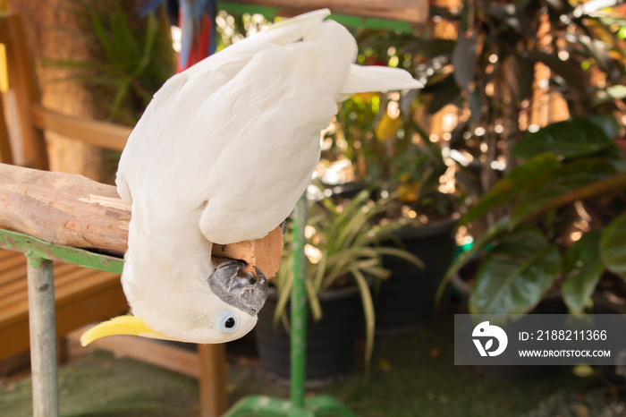 A white bird is gnawing at a zoo