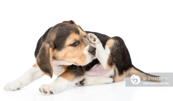 Beagle puppy scratching itself. isolated on white background