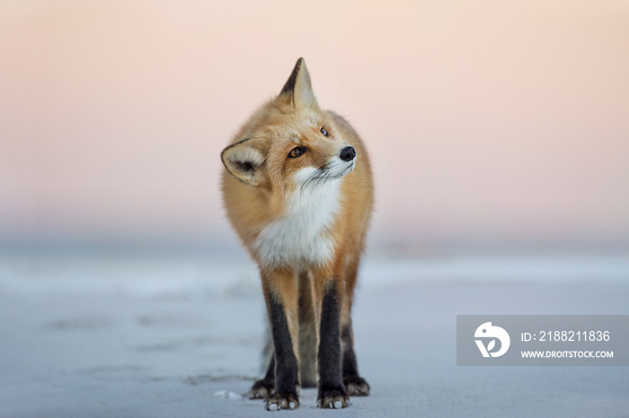 A Red Fox turns its head to the side as it stands on the beach in the soft dusk light with a pink sky background.