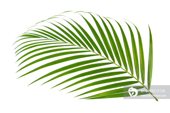 Green leaf of palm tree on transparent background png file