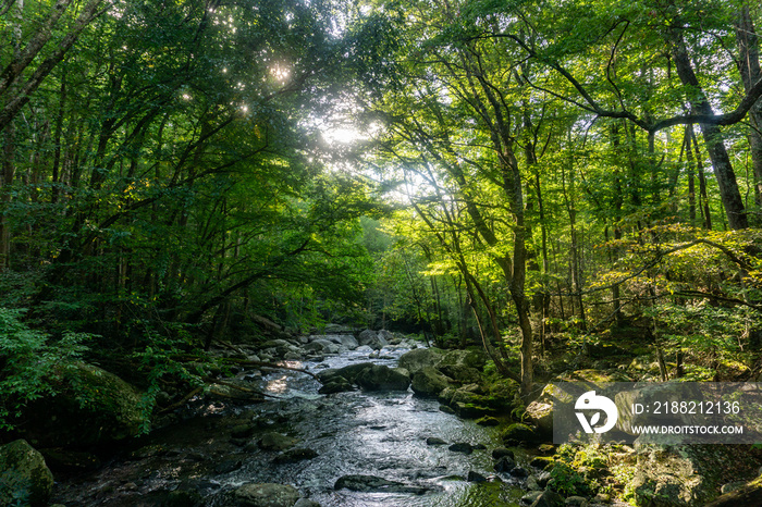 river in forest