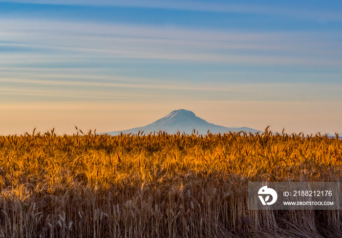 Ready for Harvest in Wasco County, Oregon