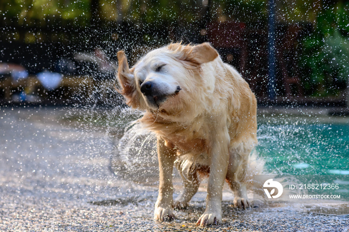 Wet dog shaking water of its coat after having a swim in a pool