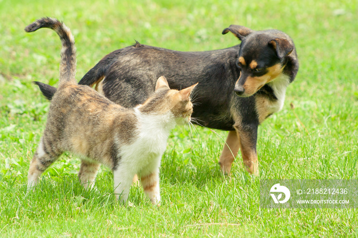 cat and dog are standing on the grass and look into each other’s eyes. Beautiful animal friendship. Cat and dog love