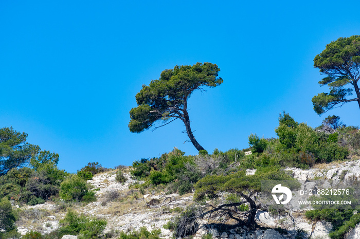 Mediterranean pine tree growing on white limestone rocks and cliffs in Calanques national park, Provence, France