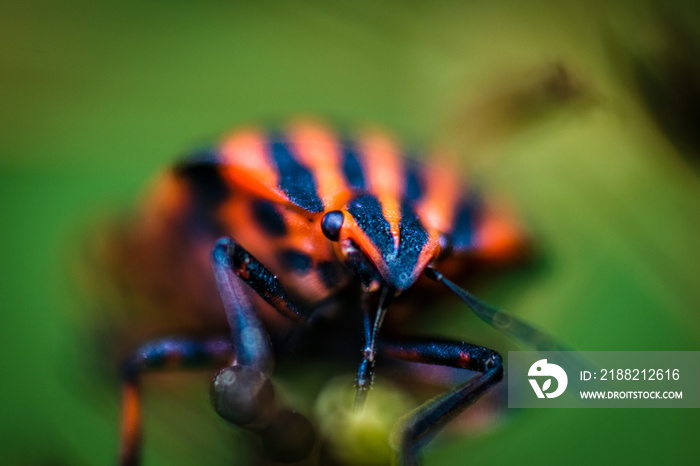 black and red insect