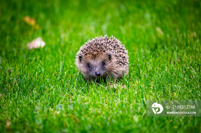 Hedgehog UK