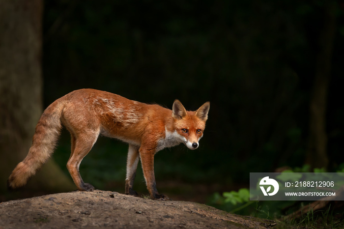 Red fox in a forest against dark background