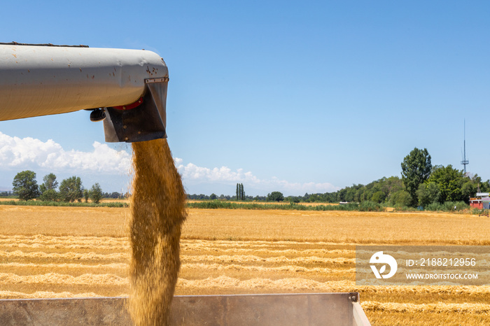 Wheat Grain Falling From Combine Auger Into Grain Cart. Combine Harvester Unloading Wheat