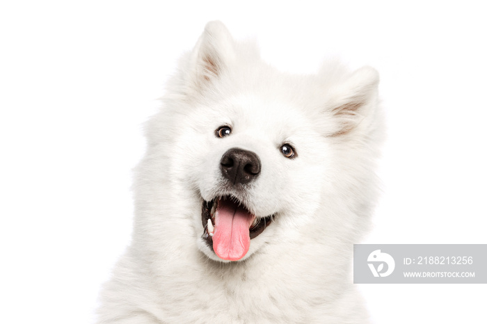 Closeup head of cute fluffy snow-white Samoyed husky isolated on white studio background. Concept of animal, pets, care, fashion, ad