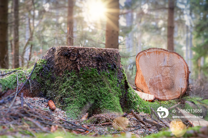 frisch abgesägter Baumstumpf im Wald bei Gegenlicht