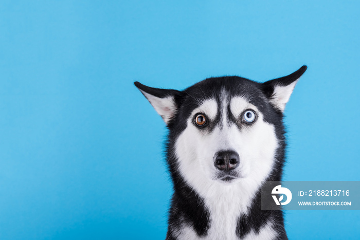 Funny bi-eyed siberian husky dog on a blue studio background, concept of dog emotions