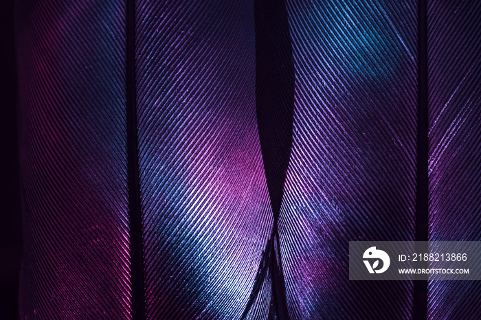 Bird feather purple colored light. Beautiful background pattern texture for design. Macro photography view.