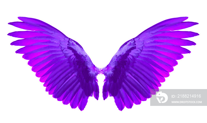 purple pink wings on white background