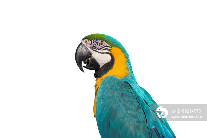 Macaw isolated on white background (PNG)