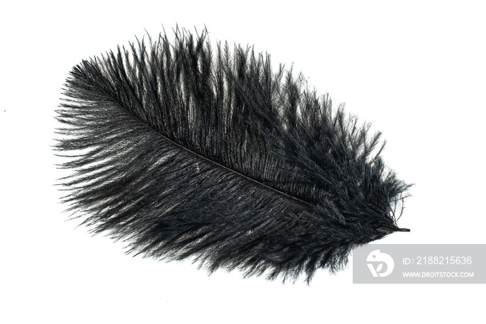 a black ostrich feather on a white isolated background